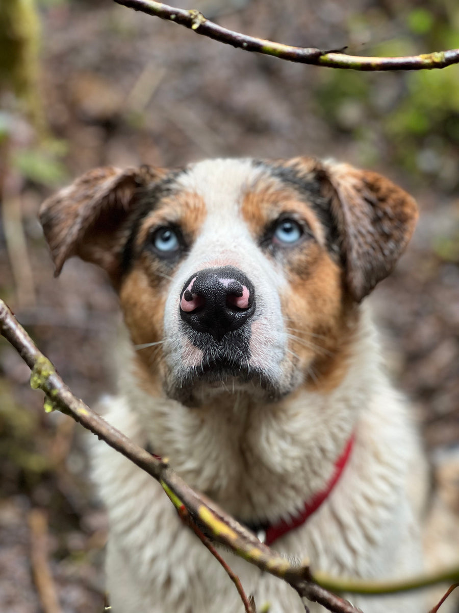 Dog with Blue eyes and white fur, brown face