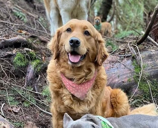 golden retriever